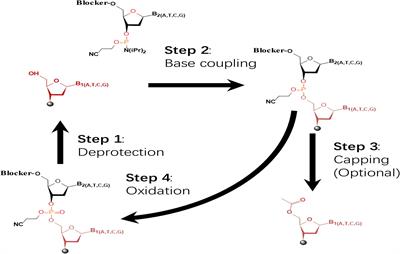 Large-Scale de novo Oligonucleotide Synthesis for Whole-Genome Synthesis and Data Storage: Challenges and Opportunities